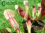 Sarracenia 'DRACULA' Kapturnica Purpurea Hybride