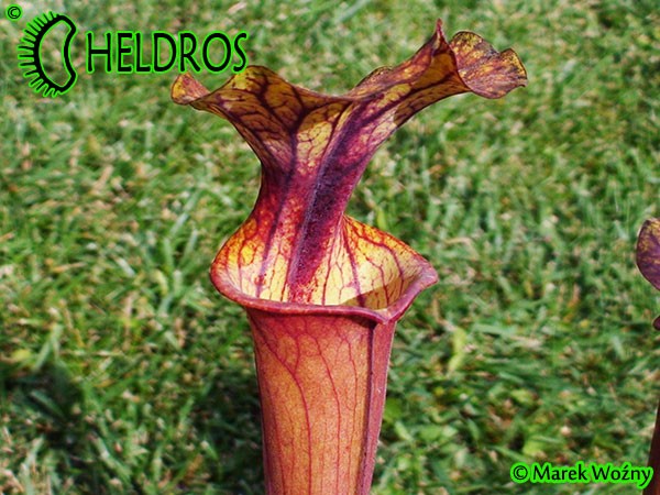 MK F102 Sarracenia Flava var. rubricorpora, Apalachicola National Forest, FL. WS,MS