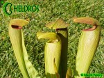 MK H159 Kapturnica Sarracenia x Imhotep Barry Meyers-Rice 2006