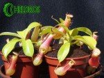 Nepenthes Dzbanecznik Ventrata
