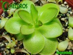 Tłustosz Pinguicula Laueana