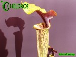 MK H17 Sarracenia alata Red Lid x flava. Striking red inner lids.