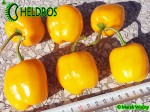 ORANGE GIANT ROCOTO chili