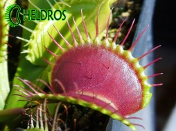 MUCHOŁÓWKA Dionaea Muscipula B52 - gigant