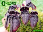 Cefalotus cephalotus eden black