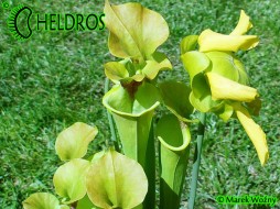 MK F17 Sarracenia Flava var. Rugelii