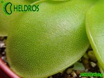 Tłustosz Pinguicula BCP Golden Eye