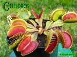 Muchołówka-Dionaea-Muscipula-Red-Daggers