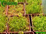 Sarracenia Seeds - Siewki kapturnicy - 5 miesięcy od wysiania