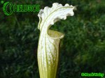 MK L4 Sarracenia Leucophylla Schnells Ghost,Yellow flowered form,W,AP