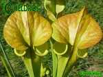 MK F173	Sarracenia Flava var. cuprea Pender Co. NC ,W F45,JA
