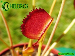 MUCHOŁÓWKA Dionaea Muscipula KOREAN MELODY SHARK