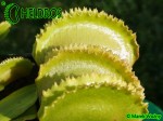 Dionaea Muscipula Muchołówka WHALE