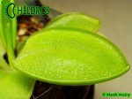 Tłustosz pinguicula Macrophylla