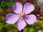 Duzy kwiat Rosiczki ADMIRABILIS CERES / Drosera ADMIRABILIS CERES big flower.