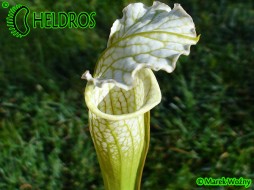 MK L4 Sarracenia Leucophylla 'Schnells Ghost'