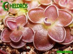 Pinguicula Tłustosz Ehlersiae Ixmiquilpan, Hidalgo, Mexico