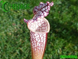 MK L30 Sarracenia Leucophylla Red & white