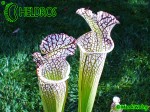MK L31 Sarracenia Leucophylla Red  white, large stocky pitcher, red lip AP