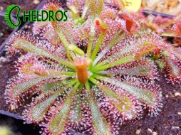 ROSICZKA SPATULATA GIANT - 20 nasion