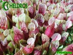 Sarracenia 'DRACULA' Kapturnica Purpurea Hybride