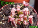 Cefalotus Bukłakowaty - CEPHALOTUS FOLLICULARIS