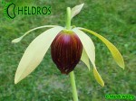 Darlingtonia Kalifornijska Darlingtonia Californica