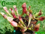 Sarracenia 'DRACULA' Kapturnica Purpurea Hybride
