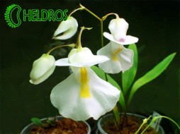 PŁYWACZ Utricularia ALPINA - owadożerny epifit