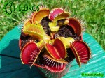 Muchołówka-Dionaea-Muscipula-red-green