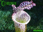 MK L31 Sarracenia Leucophylla Red  white, large stocky pitcher, red lip AP