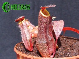 DZBANECZNIK Nepenthes SANGUINEA - BLACK JACK