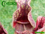 SARRACENIA PURPUREA