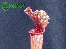 KAPTURNICA Sarracenia 'STEVENSII'