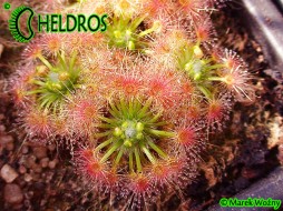 Rosiczka Drosera TRICHOCAULIS - 15 Gemmae