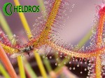 Drosera-BINATA-MULTIFIDA-flower-Rosiczka-MULTIFIDA