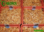Sarracenia Seeds - Sianie nasiona kapturnicy