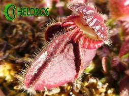 CEFALOTUS BUKŁAKOWATY - Cephalotus