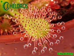 ROSICZKA Drosera OBLANCEOLATA - 20 nasion