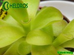 Pinguicula Agnata CSUF