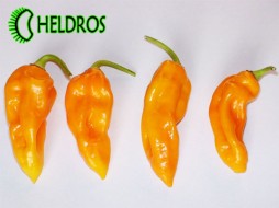 FATALI HABANERO 450.000 - 10 nasion