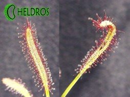 ROSICZKA PRZYLĄDKOWA Capensis - 100 nasion