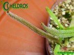 Tłustosz Pinguicula Calderoniae - Llano del Conejo