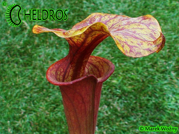 MK F126 Sarracenia Flava . rubricorpora. Plant originated from Dave Richardson. Tall purple/maroon pitchers.