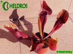 Sarracenia 'DRACULA' Kapturnica Purpurea Hybride