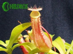 DZBANECZNIK Nepenthes VENTRATA - łatwy