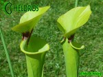 MK F13	Sarracenia Flava var. rugelii Dark throat,Apalachicola National Forest,W, Very dark throat splotch