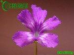 Tłustosz ZECHERI - moranensis large flower