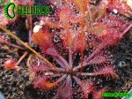 Drosera sp. Belem , Brazil. Rosiczka drosera sp. Belem